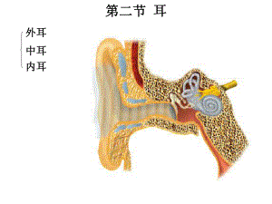 耳的解剖及生理课件.ppt