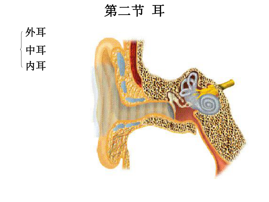 耳的解剖及生理课件.ppt_第1页