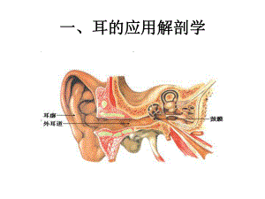 耳的应用解剖课件.ppt