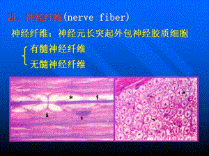 组织学与胚胎学第7章神经组织下课件.ppt