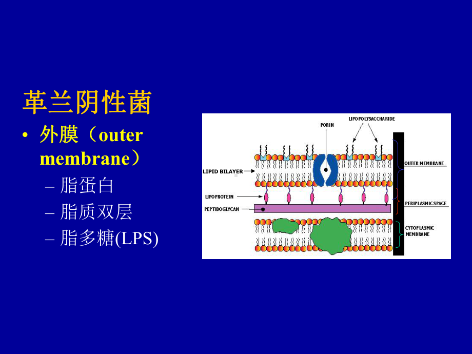 细菌的形态与结构细菌的生理课件.ppt_第1页