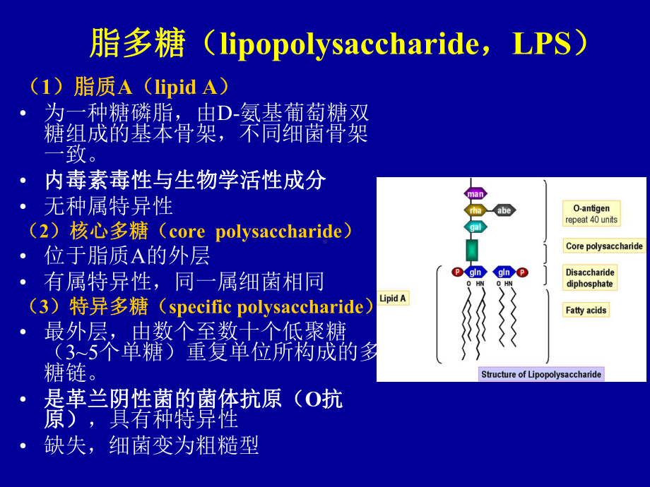 细菌的形态与结构细菌的生理课件.ppt_第2页