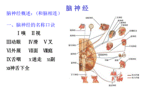 脑神经四种纤维课件.ppt