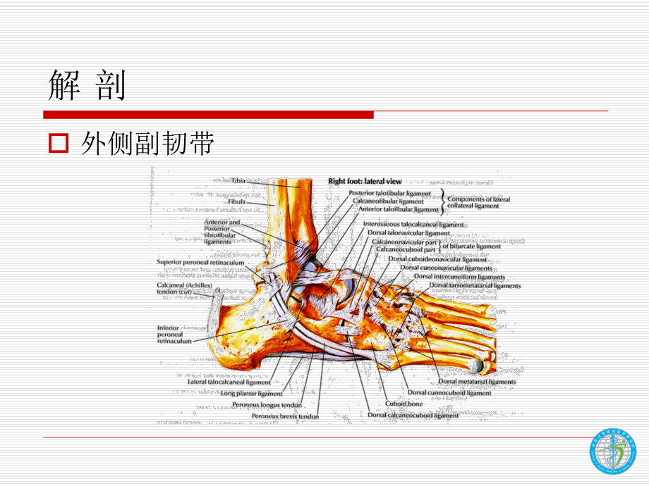 踝关节韧带损伤与修复-ppt课件.ppt_第3页