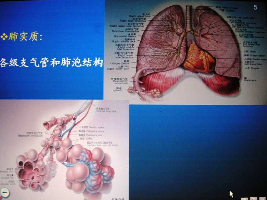 结缔组织病相关肺间质病变课件.ppt_第2页