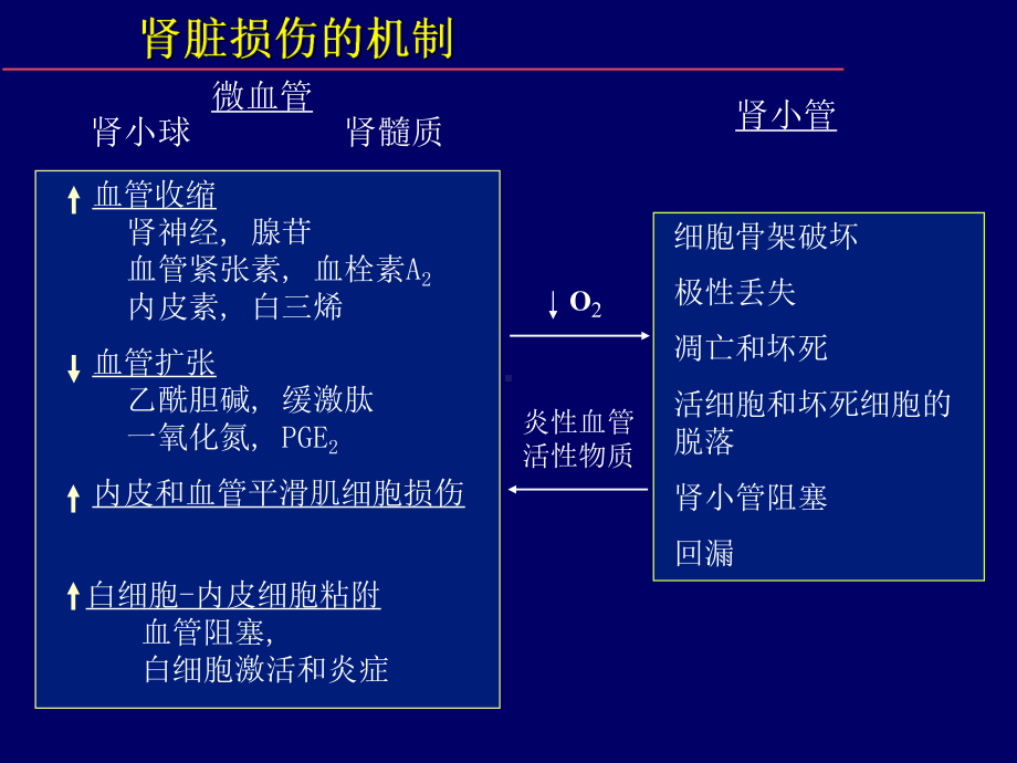 肾小管-管间、血管、肾小球间的对话课件.pptx_第3页