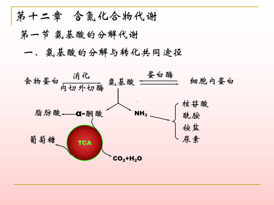 含氮化合物代谢课件.ppt_第1页