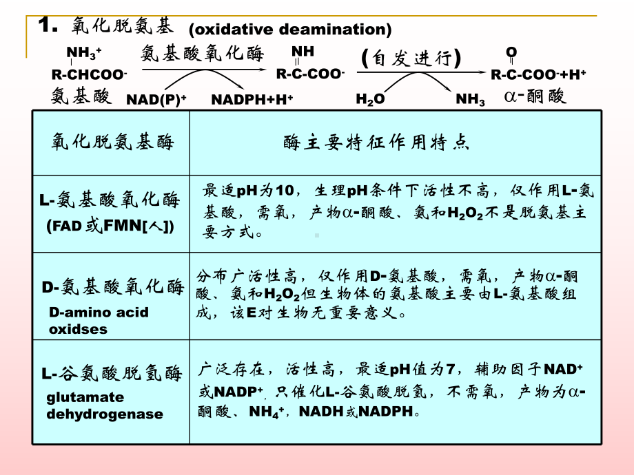 含氮化合物代谢课件.ppt_第3页