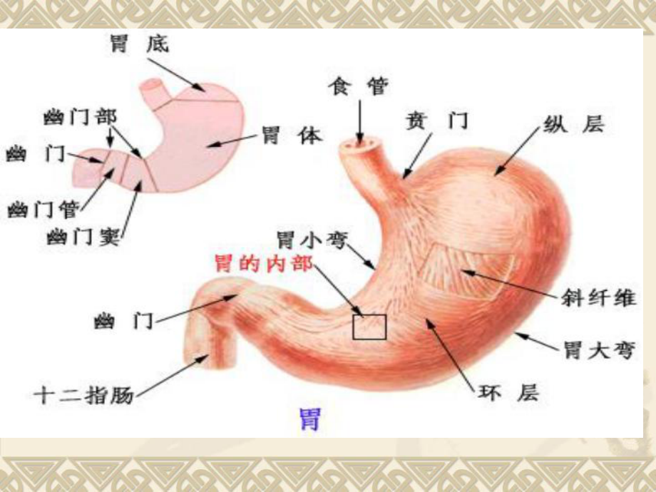 作用于消化系统的药物讲稿课件.ppt_第3页