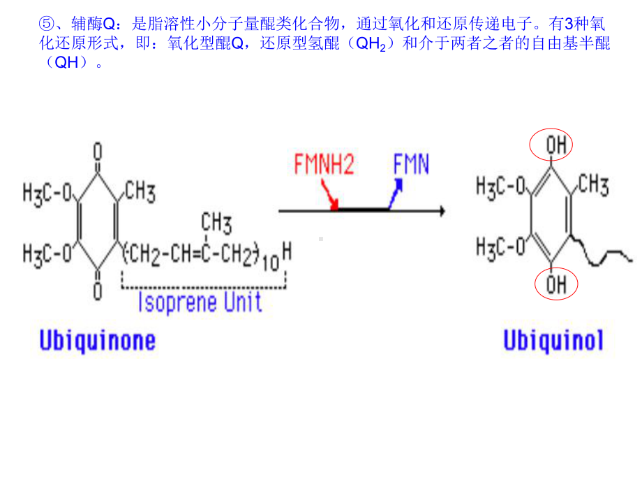 细胞的能量转换2课件.ppt_第2页