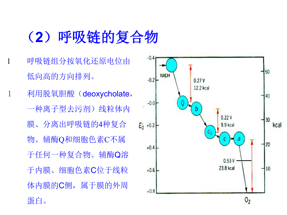 细胞的能量转换2课件.ppt_第3页