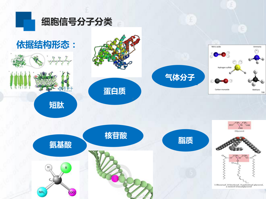 细胞信号分子与受体课件.ppt_第3页