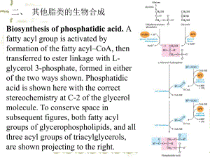 脂肪酸的代谢3课件.ppt