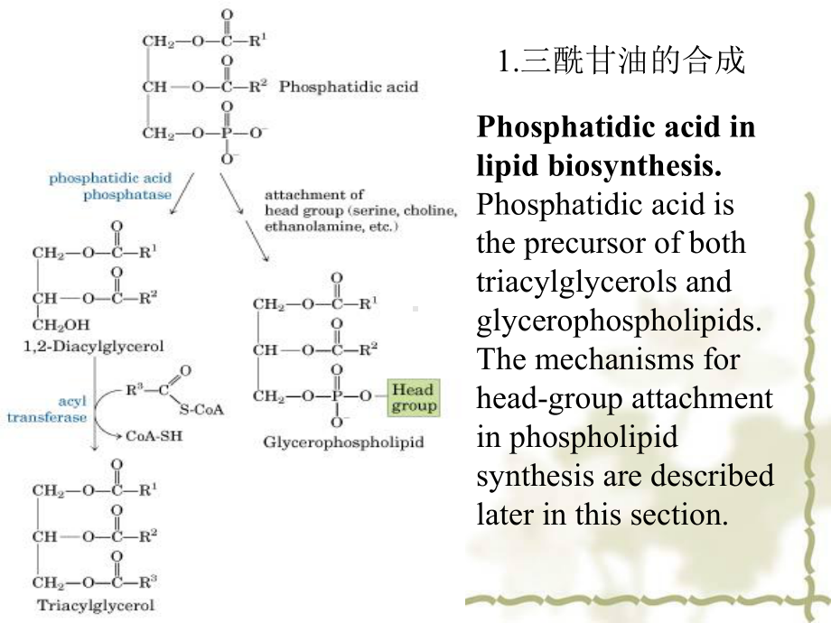 脂肪酸的代谢3课件.ppt_第2页