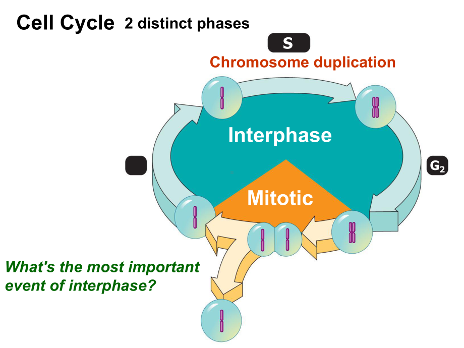 细胞增殖英文CellReproduction课件.ppt_第2页