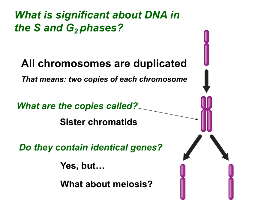 细胞增殖英文CellReproduction课件.ppt_第3页