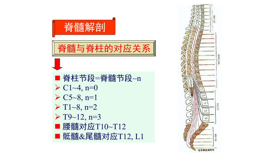 脊髓的解剖概述课件.pptx_第2页