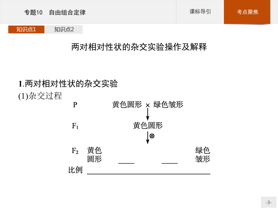 2023年高中生物学业水平考试复习 专题10　自由组合定律.pptx_第3页