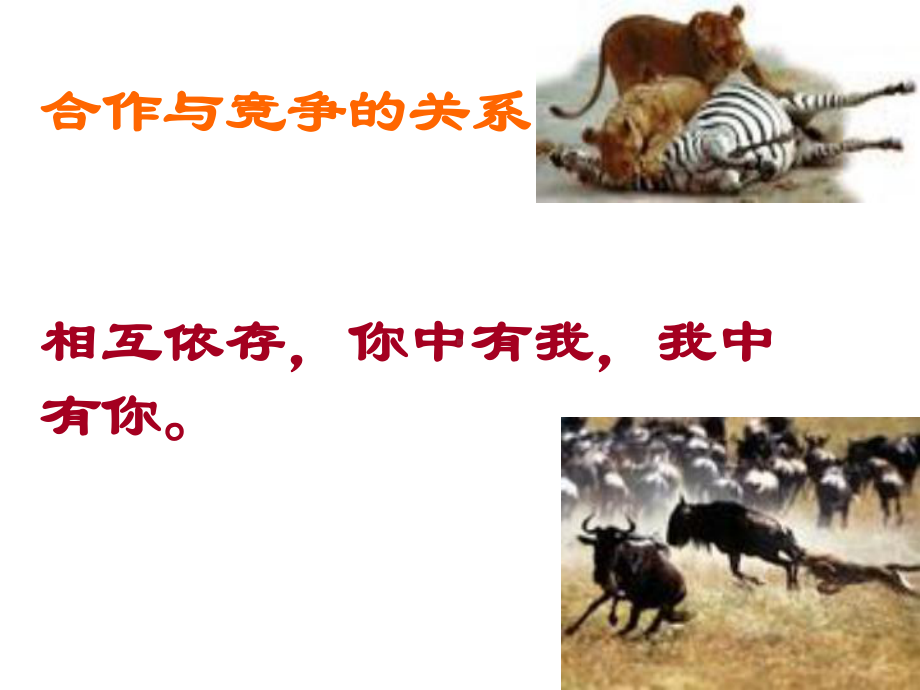 在合作中竞争主题班会ppt课件（共29张ppt）.ppt_第3页