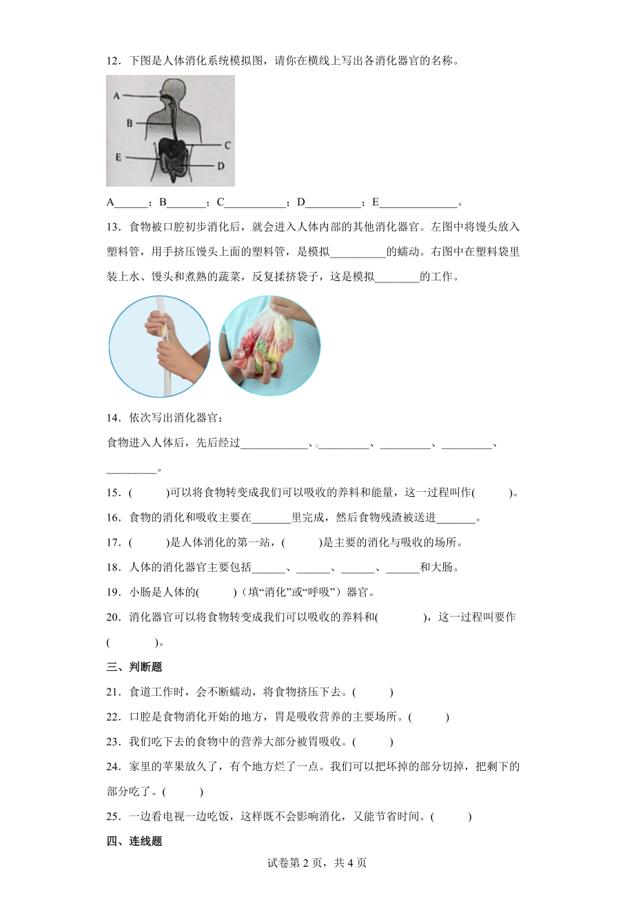 2.8食物在体内的旅行 同步练习（word版 含答案）-2022教科版四年级上册《科学》.docx_第2页