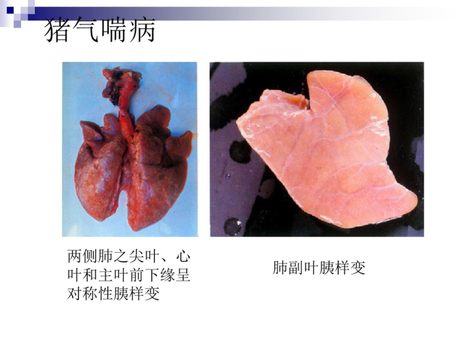 猪病彩色图谱(二) 讲座PPT.pptx_第2页