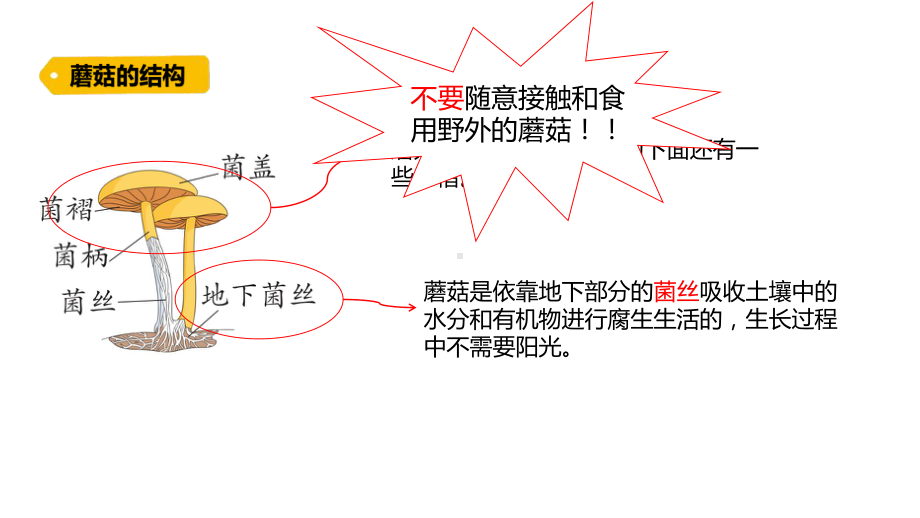 2.5.蘑菇和木耳（含练习）ppt课件 (共14张PPT)-2022新青岛版（六三制）六年级上册《科学》.pptx_第3页