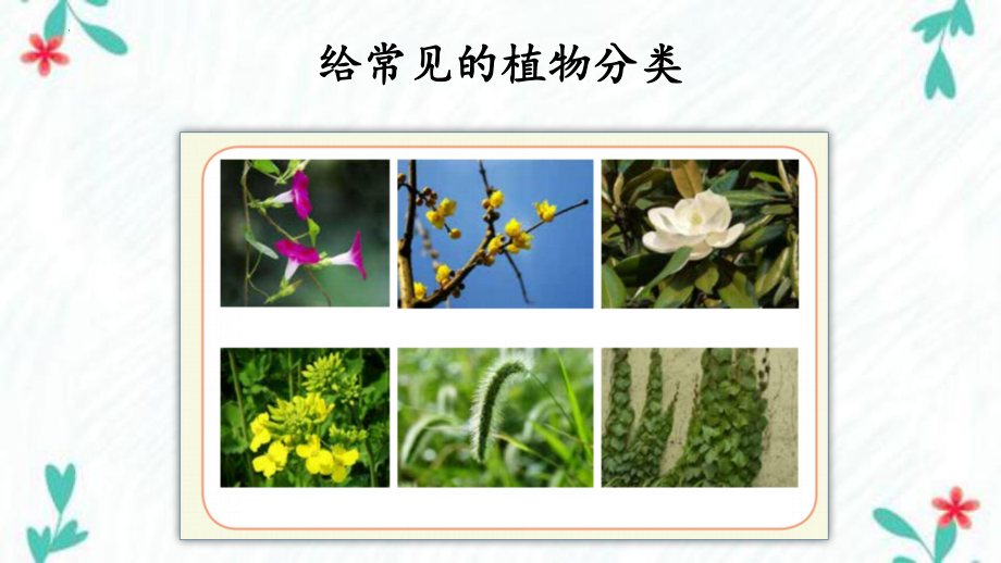 1.1 阳光下的植物（ppt课件) -2022新湘科版六年级上册《科学》.pptx_第3页