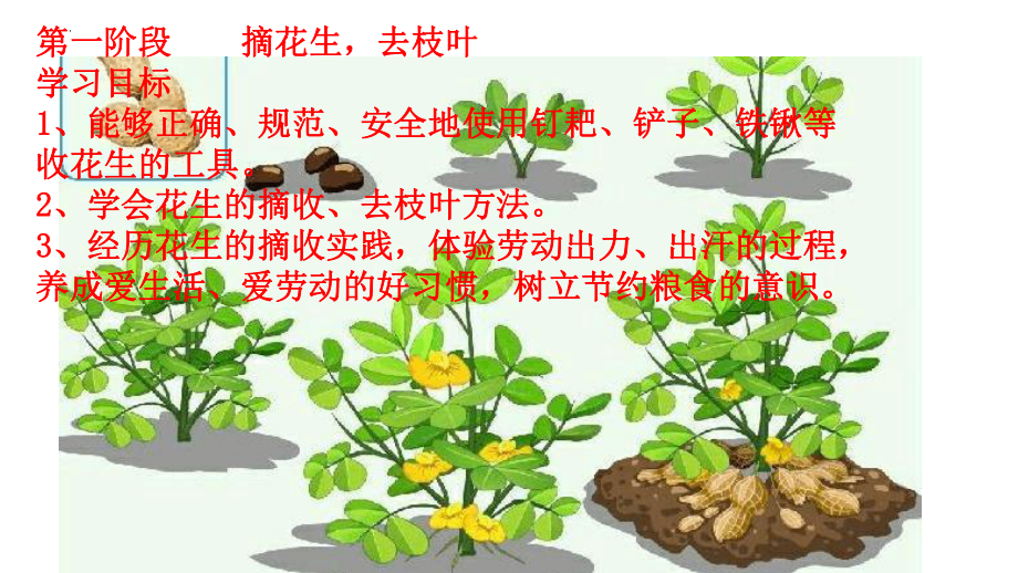 高一劳动上册 第四单元丰收节劳动周-花生的摘收与处理.pptx_第2页