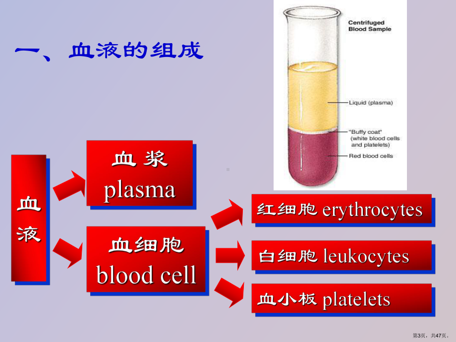 （教学课件）生理学血液生理.ppt_第3页