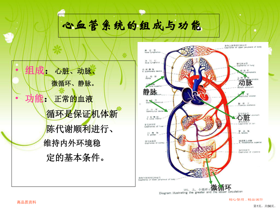 （教学课件）心血管教学课件.ppt_第1页