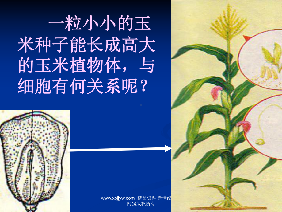 一节细胞通过分裂产生新细胞(共22张PPT).ppt_第2页