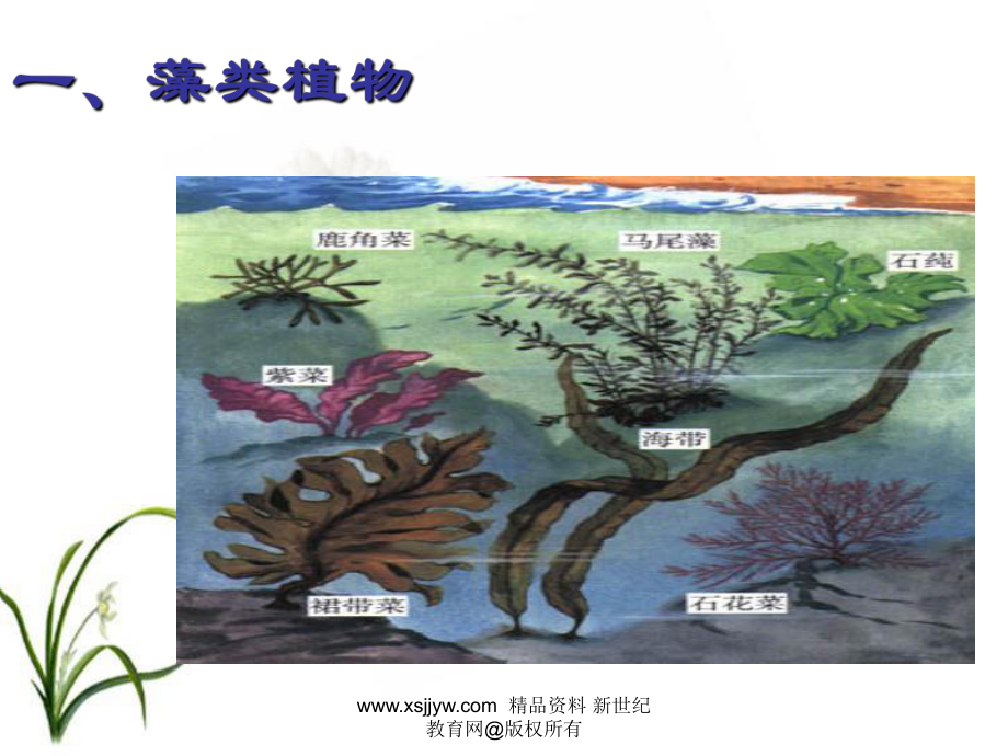 一节藻类苔藓和蕨类植物(课件).ppt_第2页