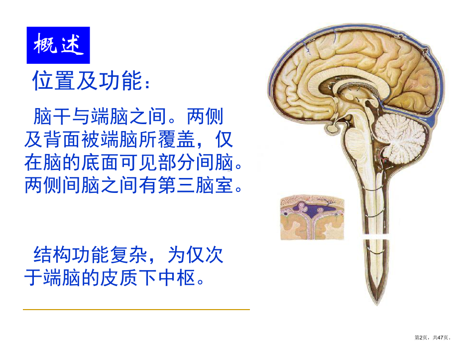 （解剖学教学课件）间脑.ppt_第2页