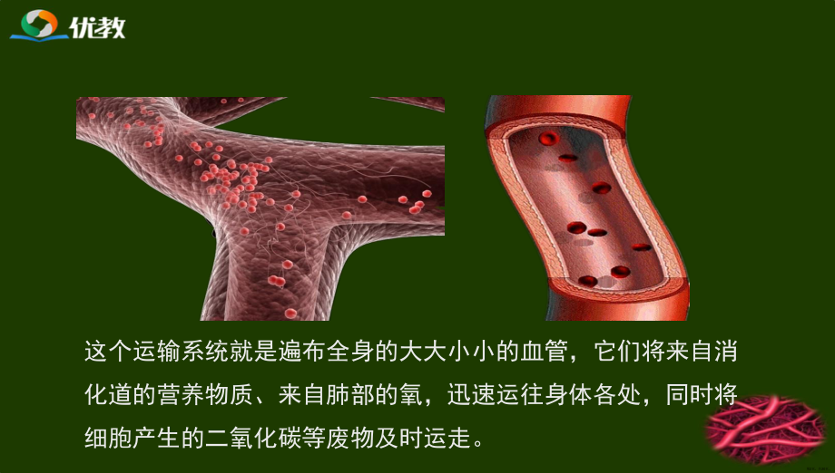 《血流的管道-血管》演示教学ppt课件.ppt_第2页