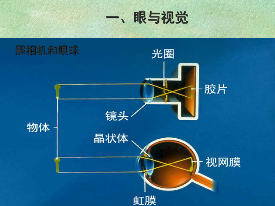 一节人体对外界环境的感知.ppt_第2页