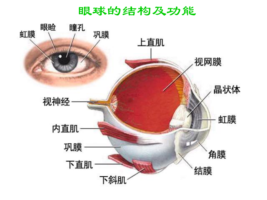 一节人体对外界环境的感知.ppt_第3页