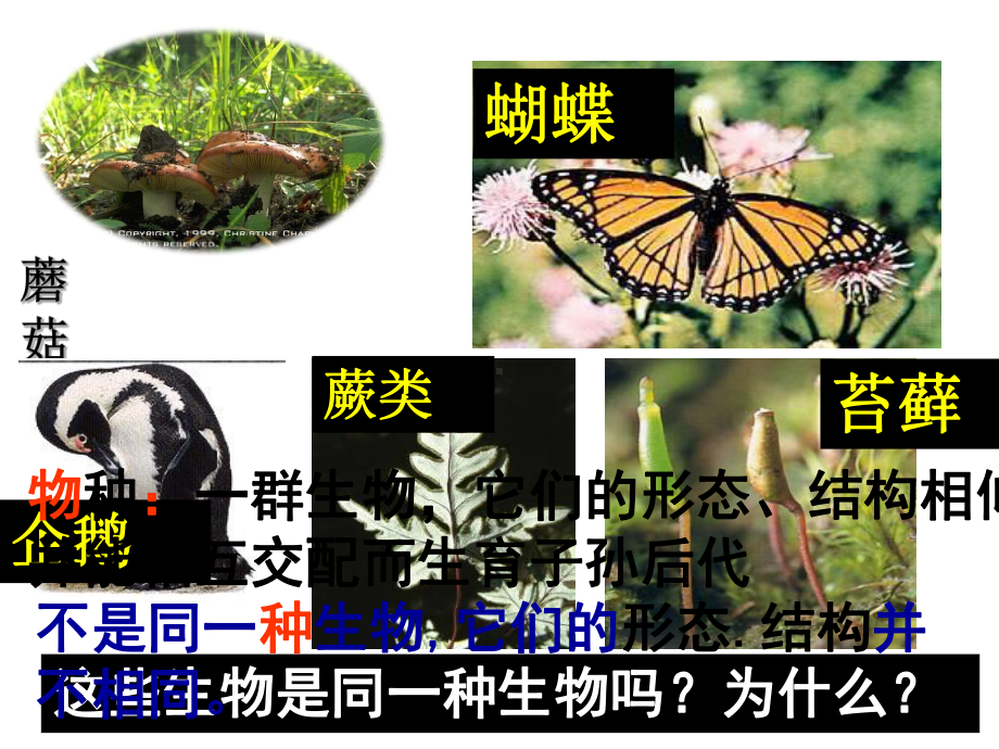 一节种群与生物群落(一课时种群和种群特征).ppt_第3页