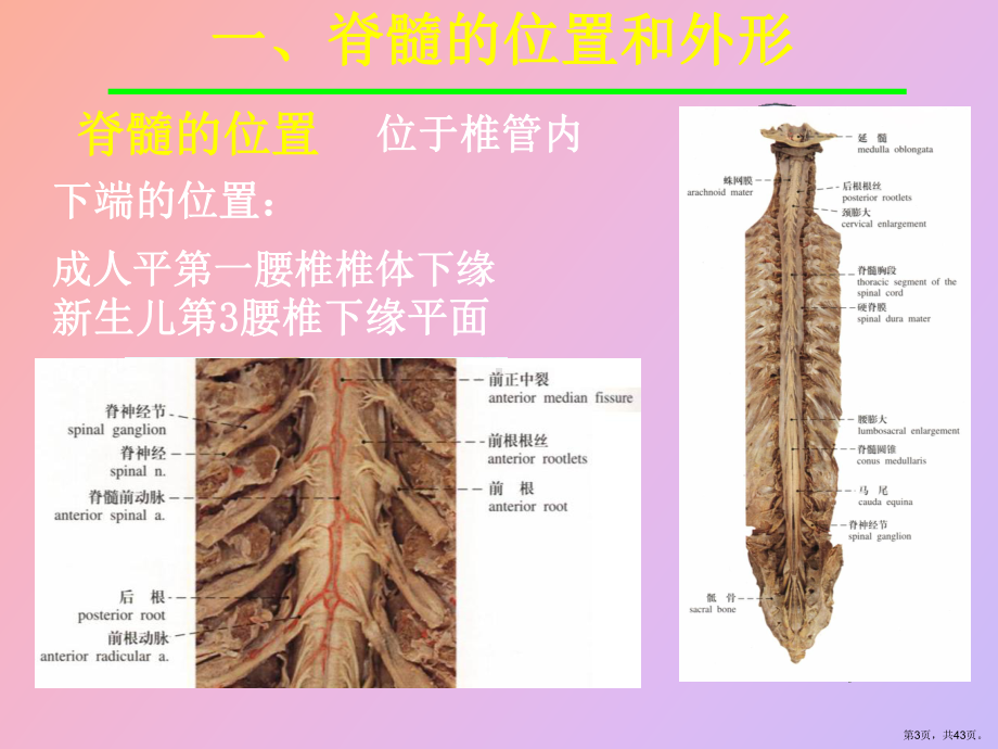 （教学课件）脊髓解剖与功能.ppt_第3页