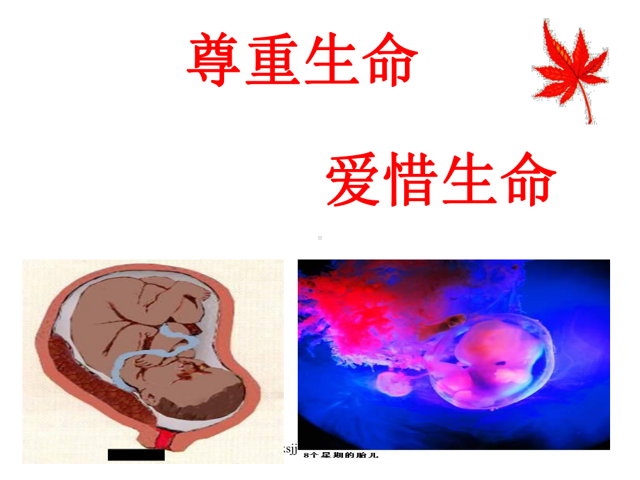 一节-新生命的诞生(一课时).ppt_第3页