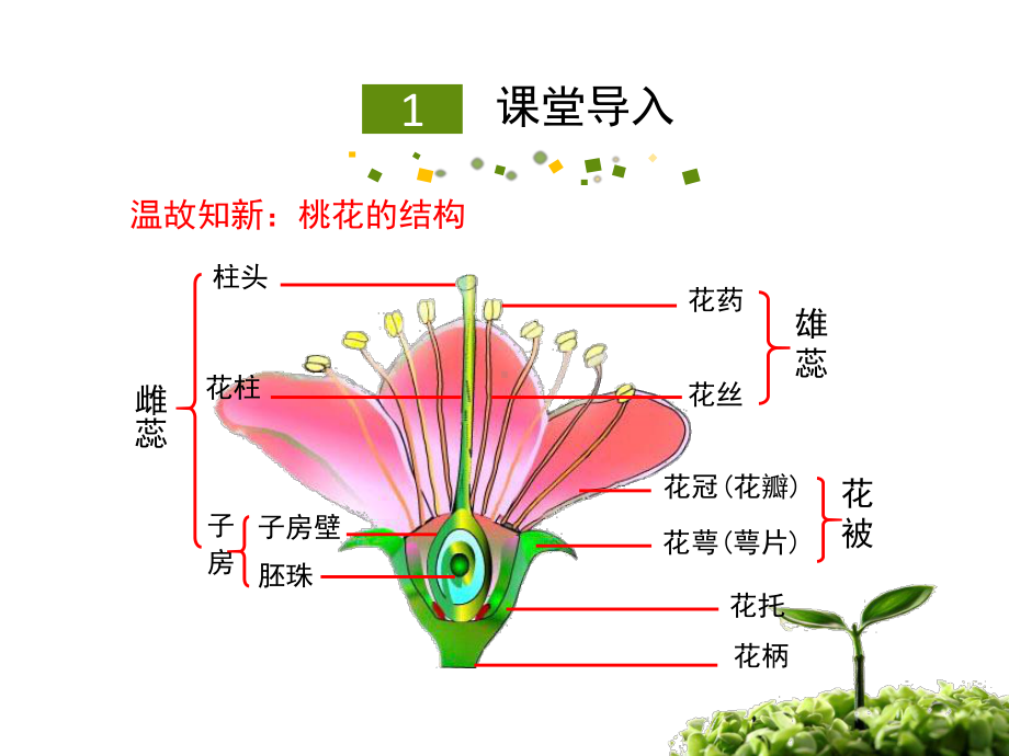 一节植物的生殖.ppt_第2页