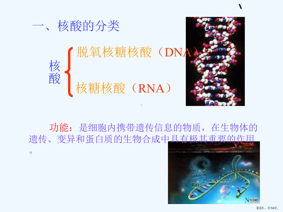 《遗传信息的携带者-核酸》[新人教版必修]ppt课件.ppt_第3页