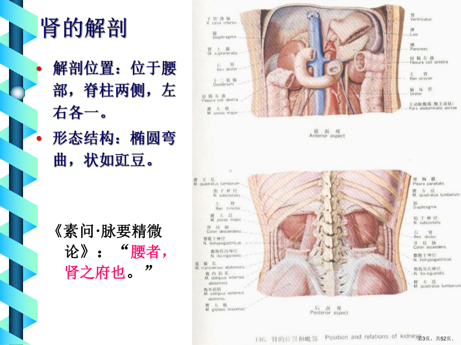 中医基础七肾课件.pptx_第3页