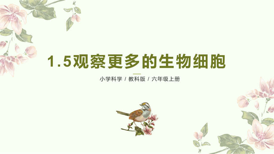 5《观察更多的生物细胞》(ppt课件 教案）-2022新教科版六年级上册《科学》.rar