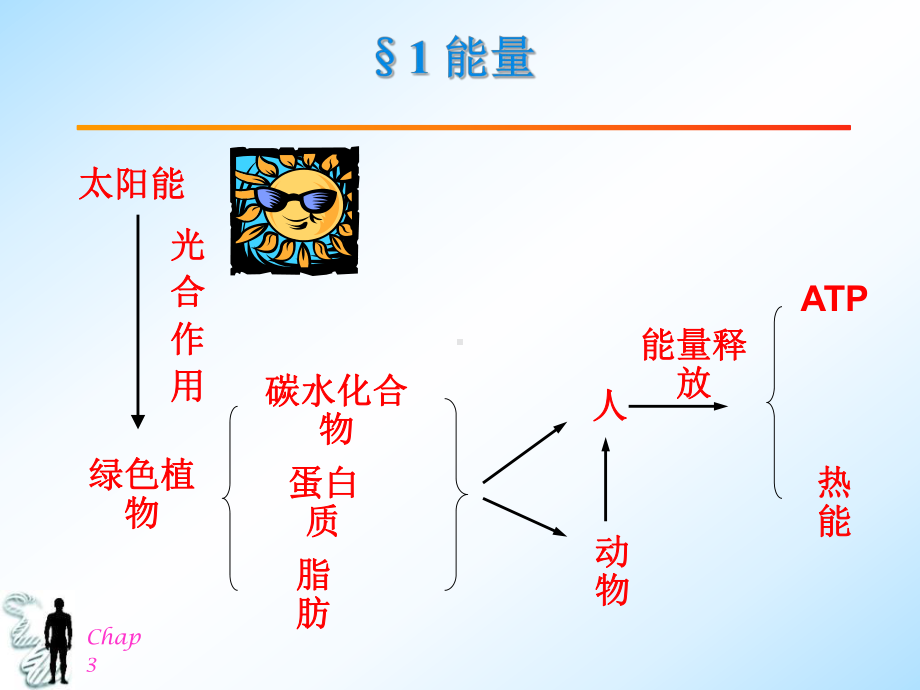 中医营养学Chap31基础营养学课件.ppt_第2页