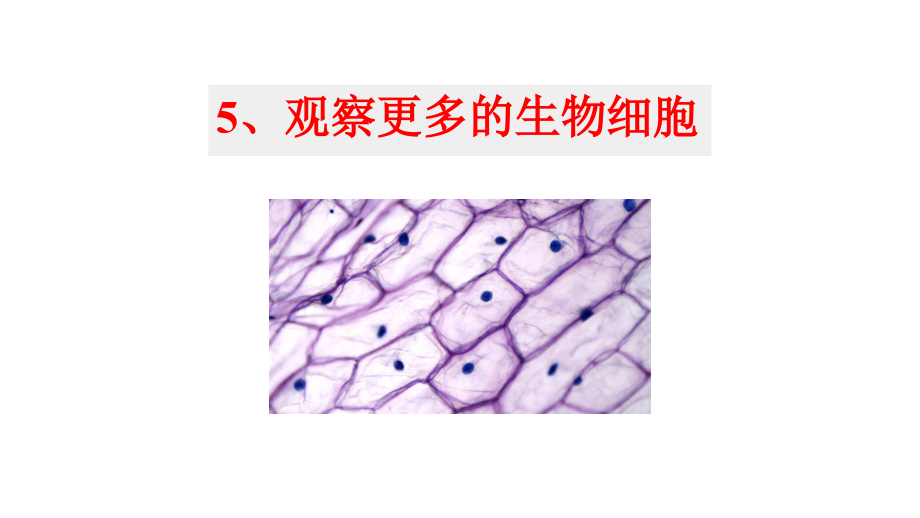 1.5 观察更多的生物细胞（ppt课件+视频+素材）-2022新教科版六年级上册《科学》.rar