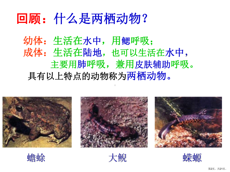 两栖动物的生殖和发育14人教版课件.pptx_第2页