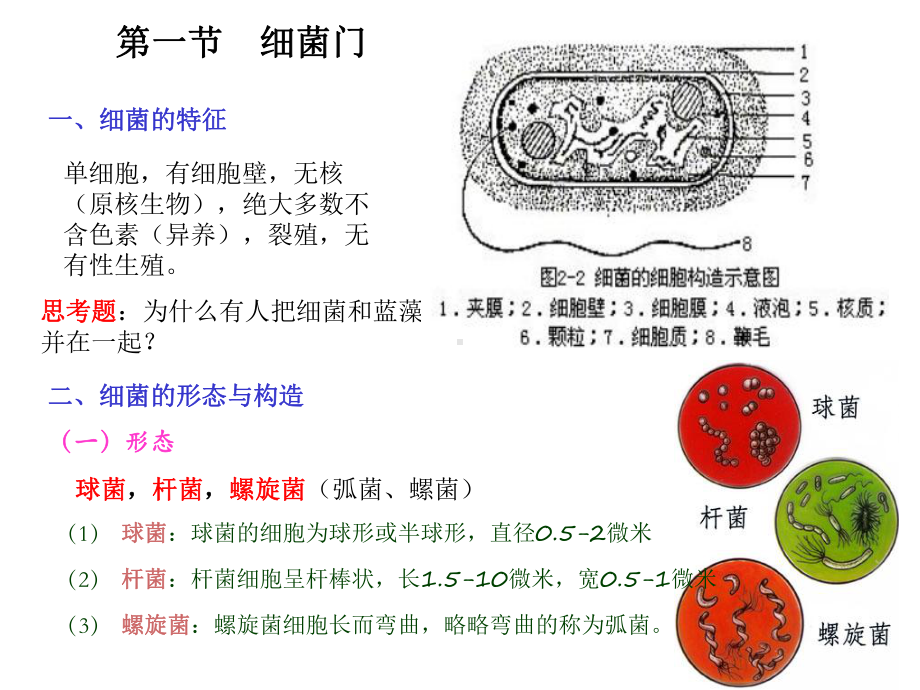 下第二章菌类植物课件.ppt_第3页