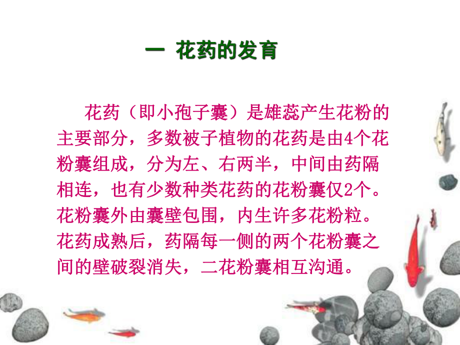 三节花药的发育和花粉粒的形成课件.ppt_第2页