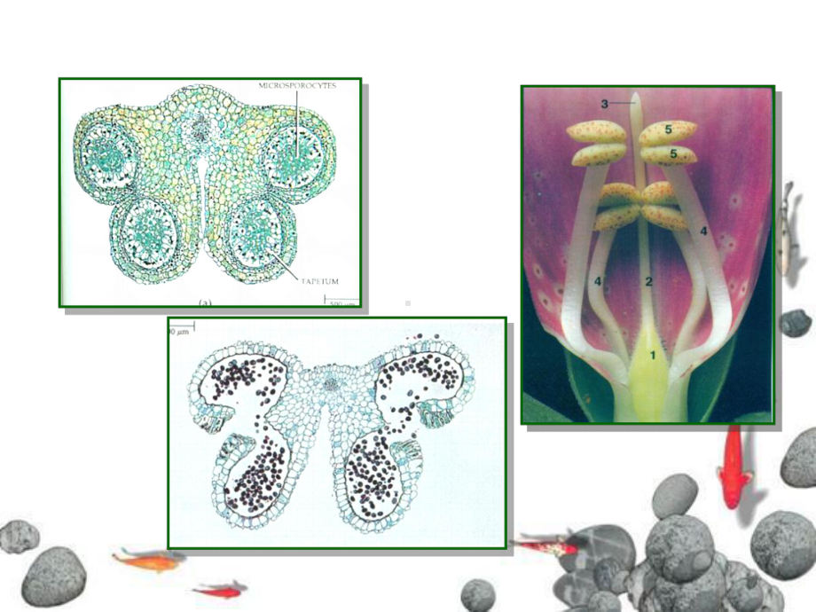 三节花药的发育和花粉粒的形成课件.ppt_第3页