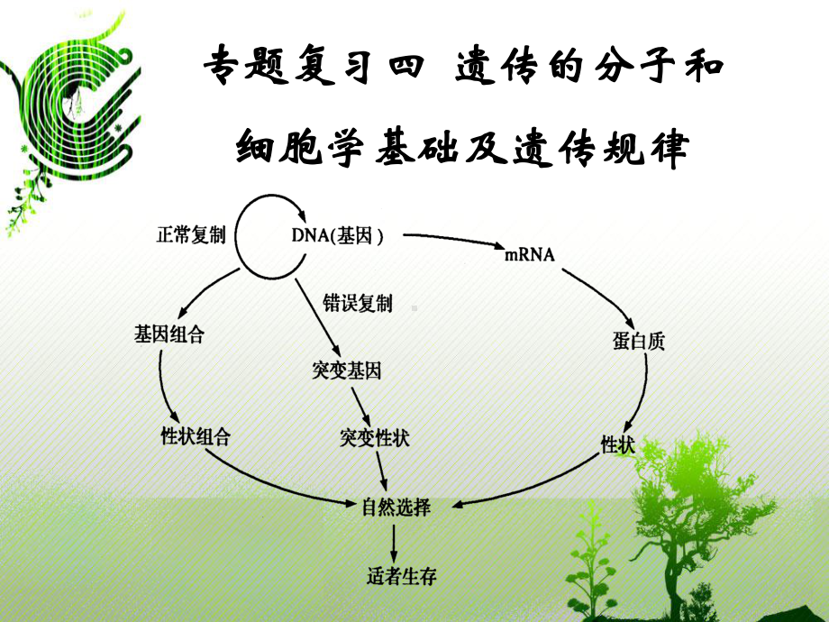 专题遗传变异进化课件.ppt_第1页